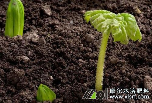 植物快速生長追肥 植物快速生長追肥