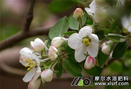 花前期追肥促進植物生長 花前期追肥促進植物生長