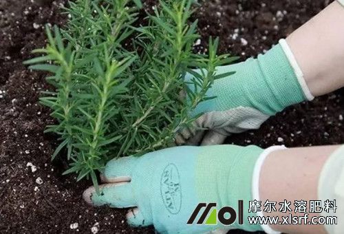 水溶肥盆栽用量 水溶肥盆栽用量