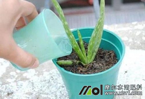 水溶肥盆栽用量 水溶肥盆栽用量