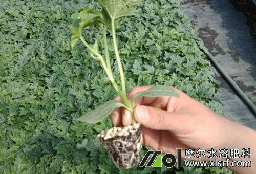 育苗肥施肥要點(diǎn) 育苗肥施肥要點(diǎn)