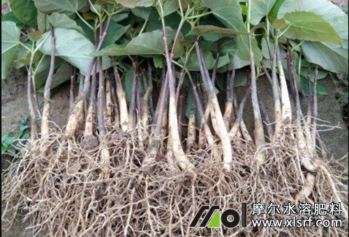 育苗促根 育苗促根