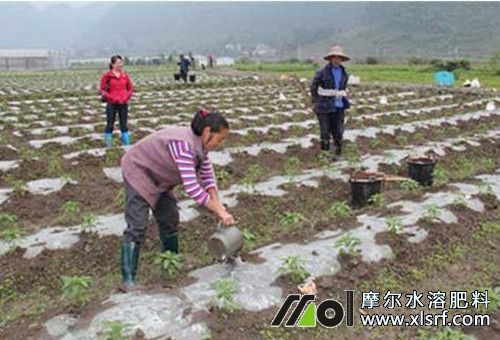 水溶性肥使用細(xì)節(jié) 水溶性肥使用細(xì)節(jié)