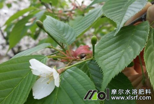 大櫻桃開花 大櫻桃開花
