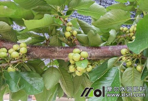 大櫻桃花后施肥 大櫻桃花后施肥