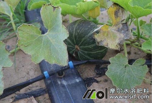 南瓜滴灌施肥 南瓜滴灌施肥
