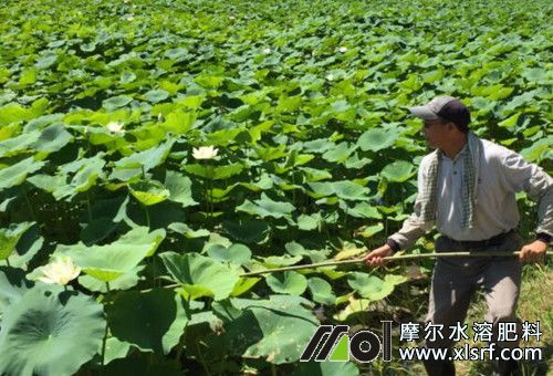 蓮藕施肥注意 蓮藕施肥注意