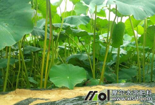 蓮藕結(jié)塊期 蓮藕結(jié)塊期