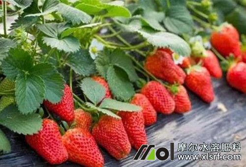 激素對植物好壞 激素對植物好壞