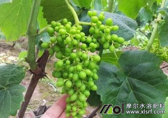 葡萄幼果期 葡萄幼果期