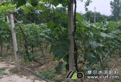 葡萄滴灌施肥 葡萄滴灌施肥