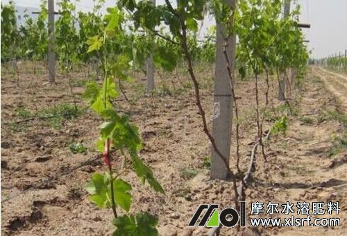 葡萄追肥注意 葡萄追肥注意