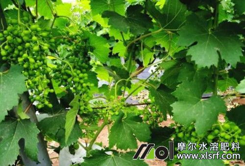 葡萄拉穗后施肥數(shù)量 葡萄拉穗后施肥數(shù)量