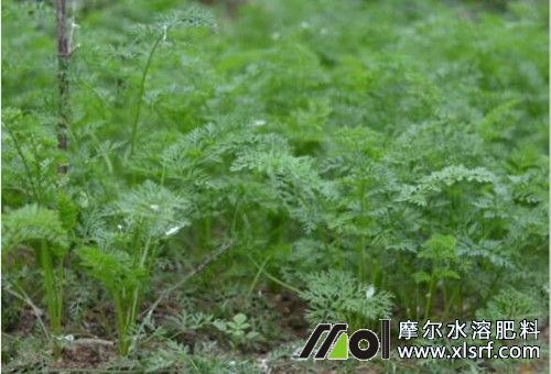 胡蘿卜施肥注意 胡蘿卜施肥注意