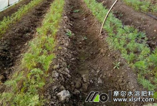 胡蘿卜施肥注意 胡蘿卜施肥注意