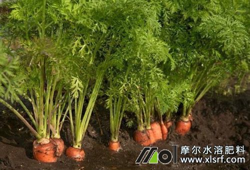 胡蘿卜水溶肥用法 胡蘿卜水溶肥用法