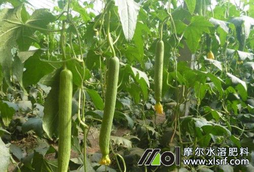 絲瓜追肥選擇 絲瓜追肥選擇