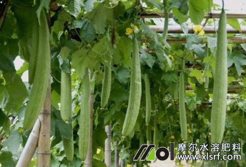 絲瓜澆水施肥 絲瓜澆水施肥