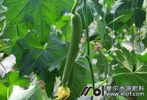 絲瓜追肥頻次 絲瓜追肥頻次