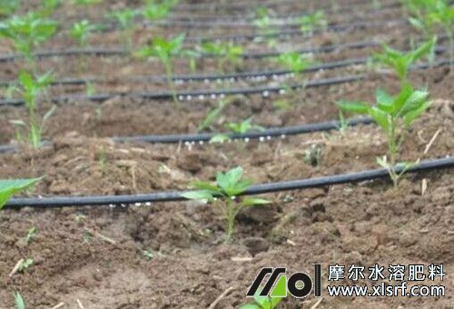 水溶肥使用注意 水溶肥使用注意