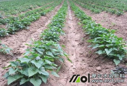 種植紅薯追肥 種植紅薯追肥
