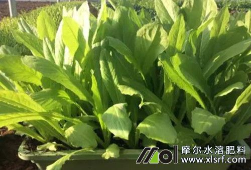 盆栽用肥 盆栽用肥