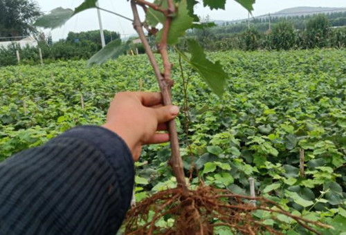 陽光玫瑰苗木選擇 陽光玫瑰苗木選擇