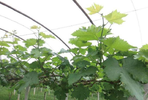 葡萄使用水溶肥時間 葡萄使用水溶肥時間