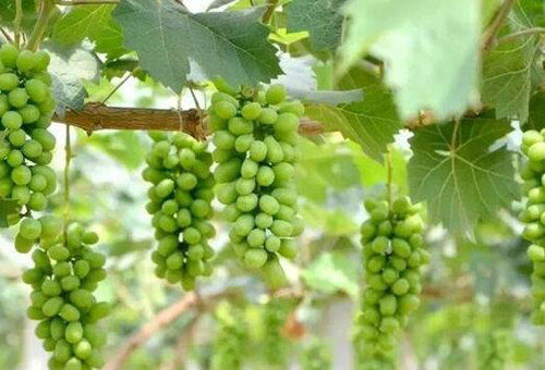 陽光玫瑰膨大期追肥 陽光玫瑰膨大期追肥