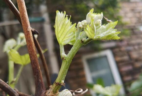 陽光玫瑰萌芽期追肥 陽光玫瑰萌芽期追肥