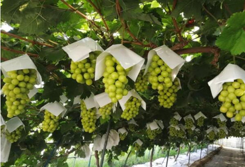 陽光玫瑰種植 陽光玫瑰種植