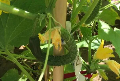 黃瓜缺肥長(zhǎng)不大 黃瓜缺肥長(zhǎng)不大