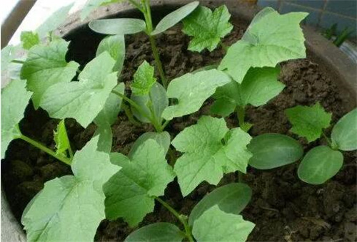 黃瓜苗問(wèn)題長(zhǎng)不大 黃瓜苗問(wèn)題長(zhǎng)不大