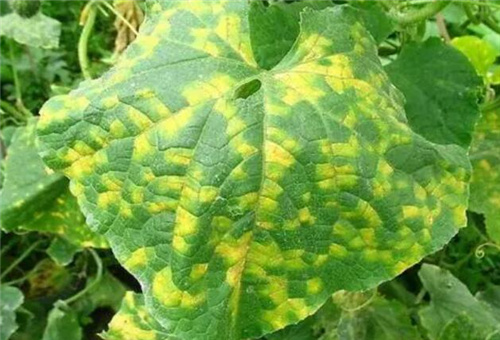 黃瓜病蟲(chóng)害長(zhǎng)不大 黃瓜病蟲(chóng)害長(zhǎng)不大
