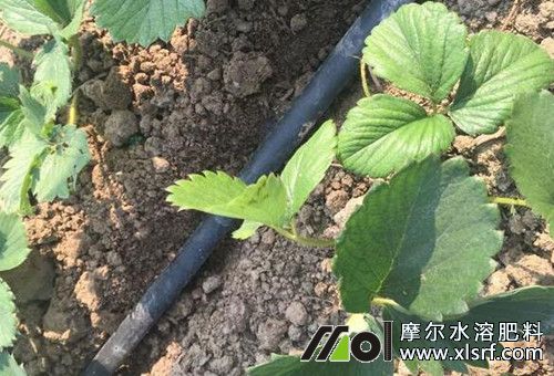 兩種養(yǎng)分肥使用注意 兩種養(yǎng)分肥使用注意