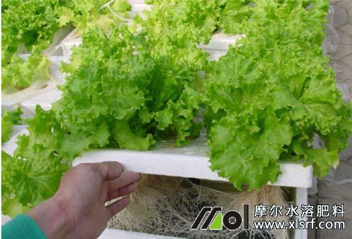 無土栽培 無土栽培