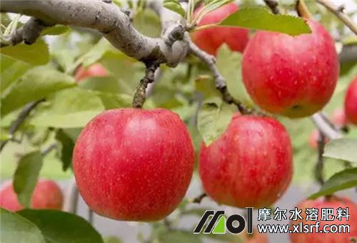 水溶肥膨大果實(shí) 水溶肥膨大果實(shí)