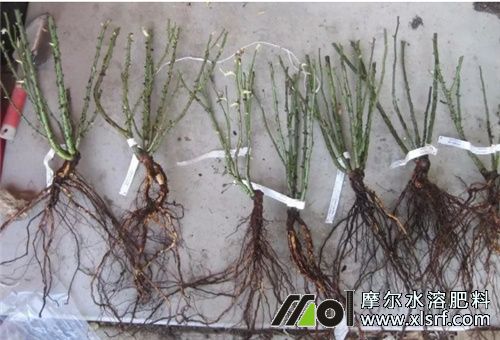 水溶肥促根壯苗 水溶肥促根壯苗