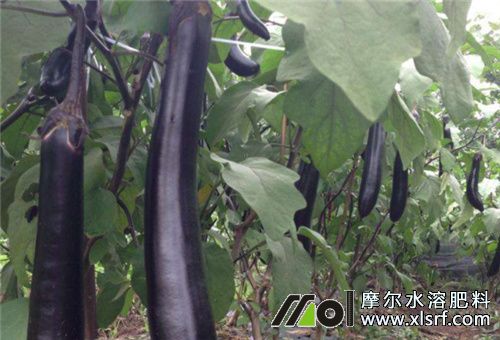 茄子施水溶肥方法 茄子施水溶肥方法
