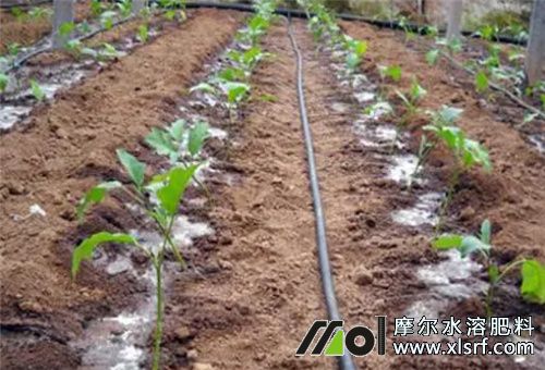 茄子滴灌施肥 茄子滴灌施肥