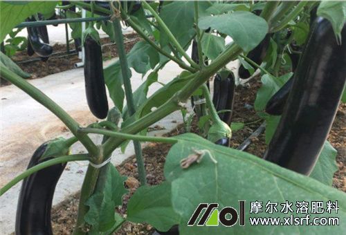 茄子施肥時(shí)間 茄子施肥時(shí)間