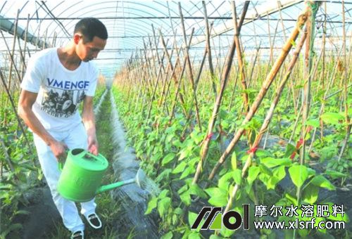 豆角沖施水溶肥 豆角沖施水溶肥