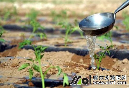番茄苗澆水 番茄苗澆水
