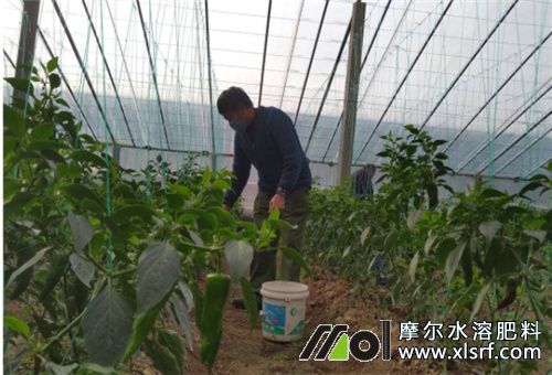 水溶性肥沖施 水溶性肥沖施