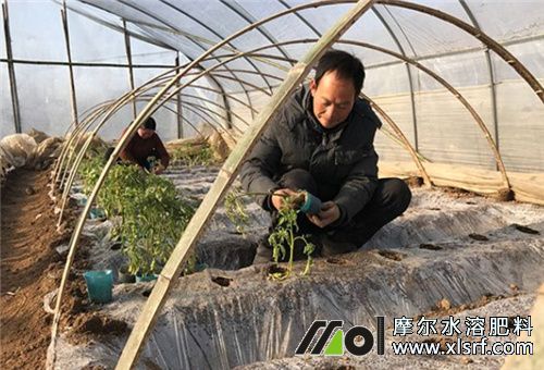 水溶肥追施注意 水溶肥追施注意