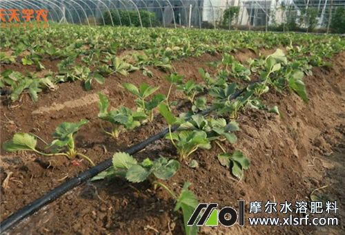 草莓大田種植施肥 草莓大田種植施肥