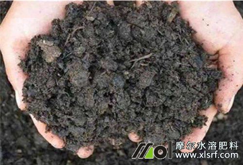 草莓施基肥 草莓施基肥