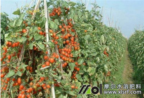 圣女果掛果期水溶肥 圣女果掛果期水溶肥