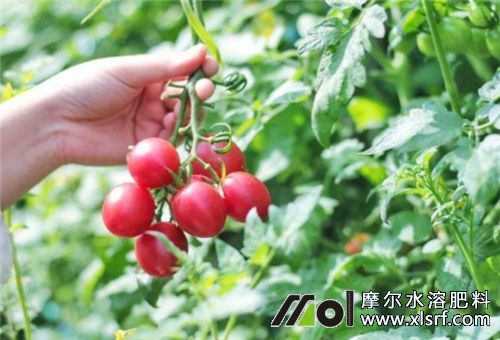 圣女果掛果期水溶肥 圣女果掛果期水溶肥