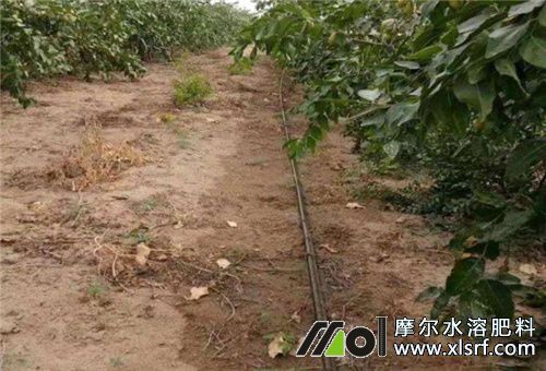 果樹滴灌施肥 果樹滴灌施肥